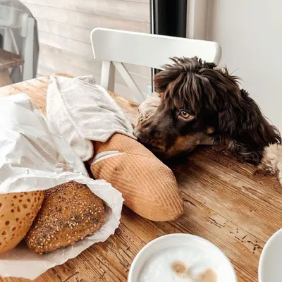 Bagane Jouet d'occupation pour chien avec poches à friandises Baguette