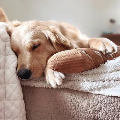 Bagane Jouet d'occupation pour chien avec poches à friandises Baguette