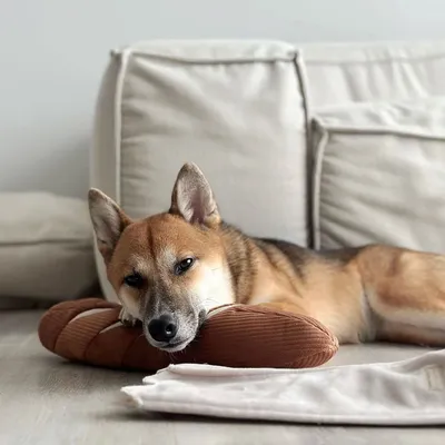 Bagane Jouet d'occupation pour chien, Baguette