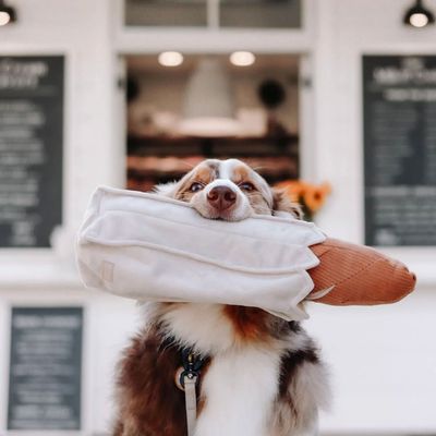 Bagane Jouet d'occupation pour chien, Baguette