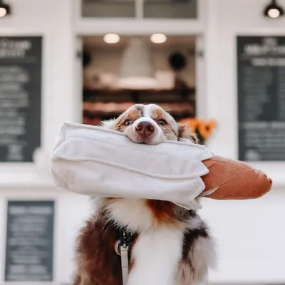 Bagane Jouet d'occupation pour chien, Baguette