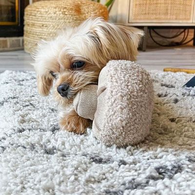 Bagane Jouet d'occupation pour chien forme champignon, Guu