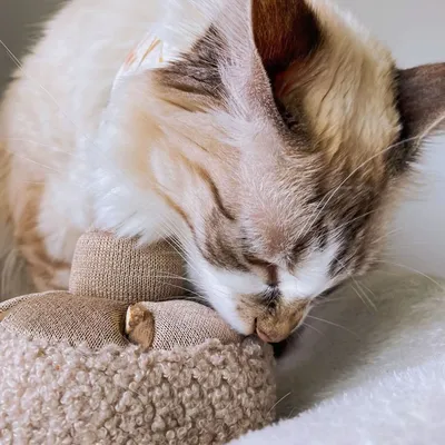 Bagane Jouet d'occupation pour chien, forme champignon Guu