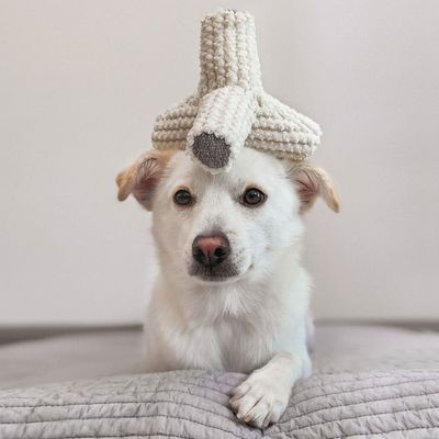 Bagane Jouet pour chien avec couineurs, forme tétrapode Breuuer