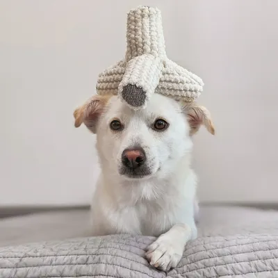 Bagane Jouet pour chien avec couineurs, forme tétrapode Breuuer