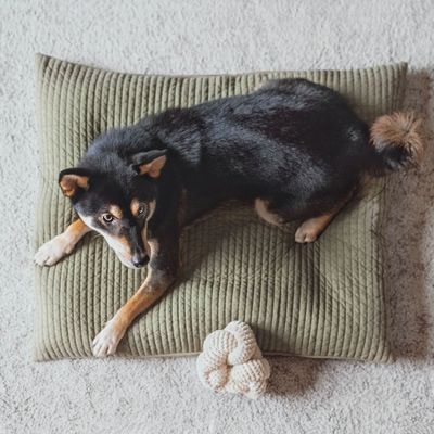 Bagane Jouet d'occupation pour chien à nouer avec couineurs Noucoo