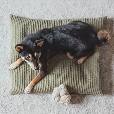 Bagane Jouet d'occupation pour chien à nouer avec couineurs Noucoo