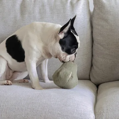 Bagane Jouet pour chien avec poches friandises, forme butternut Butt
