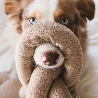 Bagane Jouet d'occupation pour chien à nouer Nousii