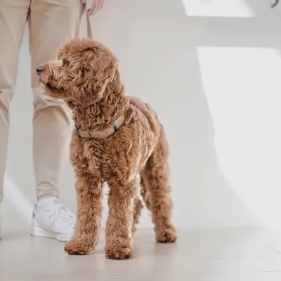 Bagane Harnais pour chien en 8, réglable et imperméable. Mellem