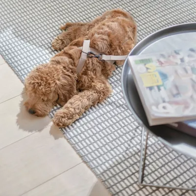 Bagane Harnais pour chien en 8, réglable et imperméable. Mellem