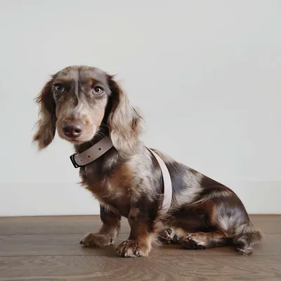 Bagane Harnais pour chien en 8, réglable et imperméable. Mellem