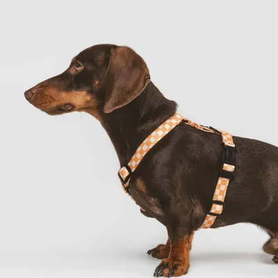 Bagane Harnais stylé chien en tissu écologique, motif carreaux pêche Joono Bagane Harnais stylé chien en tissu écologique, motif carreaux pêche Joono