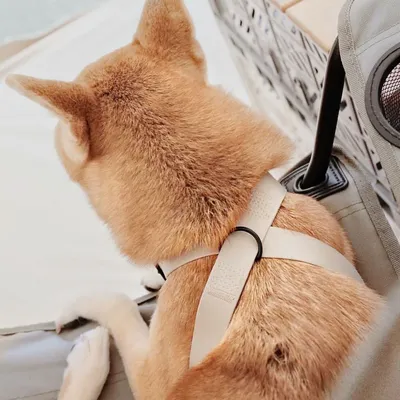 Bagane Harnais pour chien en 8, réglable et imperméable. Mellem