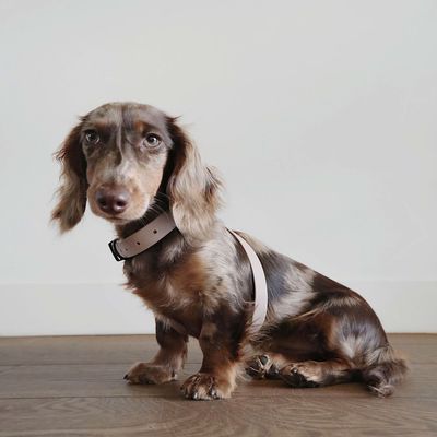 Bagane Harnais pour chien en 8, réglable et imperméable. Mellem