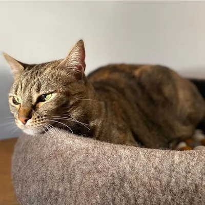 Bagane Panier chat apaisant en feutre de laine mocca Jena