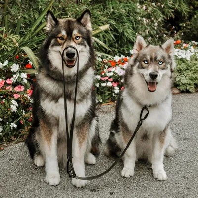 Bagane Laisse imperméable avec mousqueton aviation en métal noir Mellem