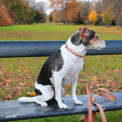 Bagane Laisse réglable à poignée en coton bio, finition dorée Smuk