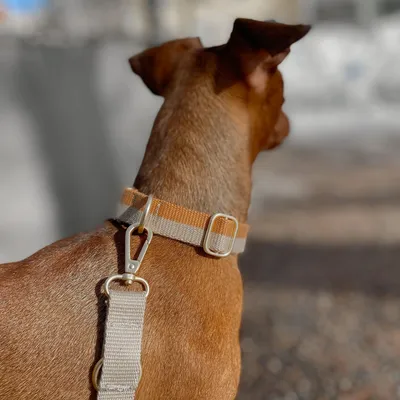 Bagane Laisse réglable à poignée en coton bio, finition dorée Smuk Bagane Laisse réglable à poignée en coton bio, finition dorée Smuk