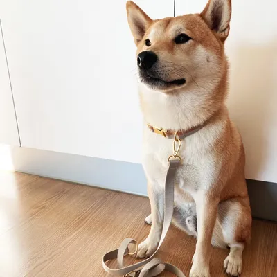 Bagane Laisse réglable à poignée en coton bio, finition dorée Smuk