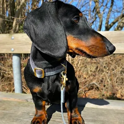 Bagane Laisse réglable à poignée en coton bio, finition dorée Smuk