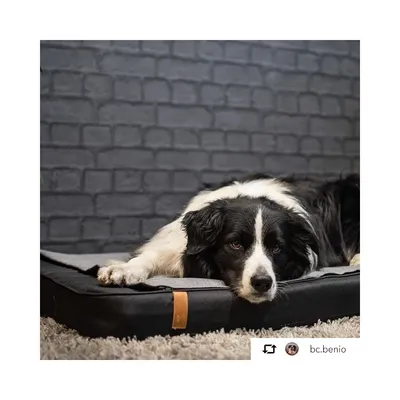 Bagane Matelas orthopédique pour chien, noir / gris Patja
