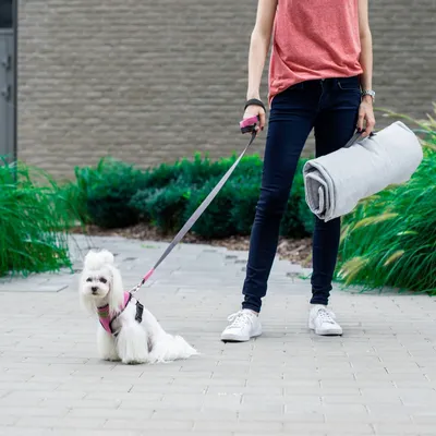 Bagane Tapis de voyage pour chien pliable en tissu gris clair Sarna