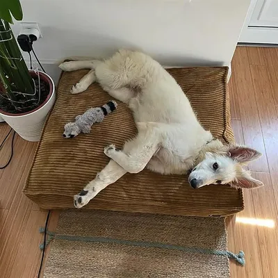 Bagane Lit pour chien / chat, déhoussable en velours côtelé bronze Quattro