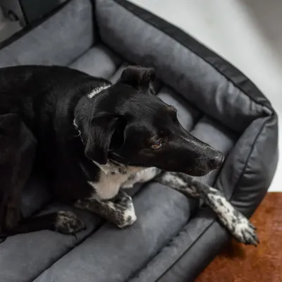 Bagane Panier chien design déhoussable, cuir végan noir Kuma