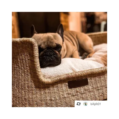 Bagane Panier design pour chien / chat en herbe naturelle Frafra