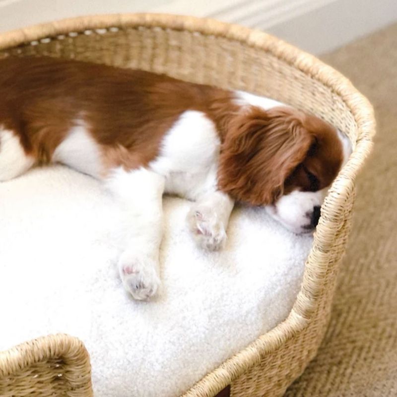 Bagane Panier design pour chien / chat en herbe naturelle Frafra