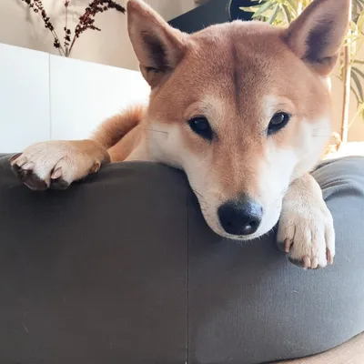 Bagane Coussin rond pour chien, en coton bio gris anthracite Hygge