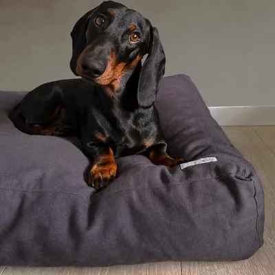 Bagane Coussin pour chien moelleux, en coton bio gris anthracite Hvad
