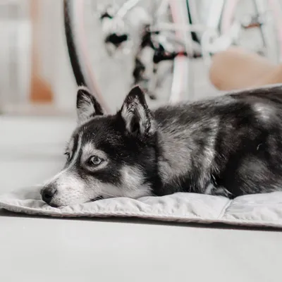 Bagane Tapis de voyage pour chien léger et imperméable, gris 85x85cm Orii