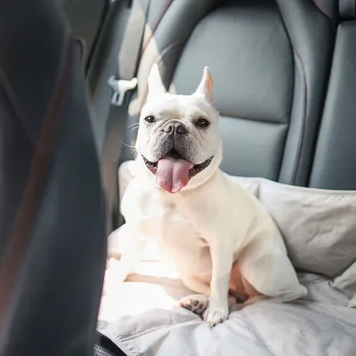 Bagane Tapis de voyage pour chien léger et imperméable, gris 85x85cm Orii Bagane Tapis de voyage pour chien léger et imperméable, gris 85x85cm Orii