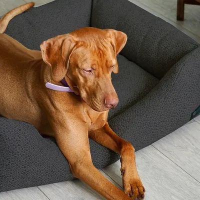 Bagane Panier chien / chat déhoussable en tissu noir Cesta