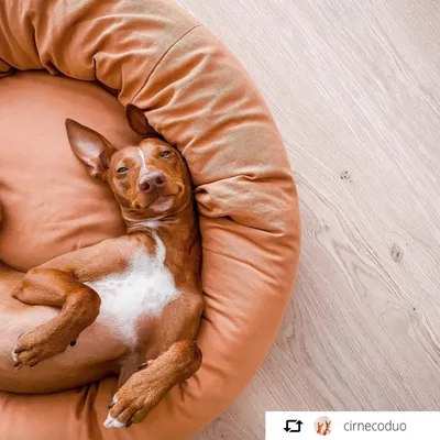 Bagane Coussin rond pour chien en coton bio camel Hygge