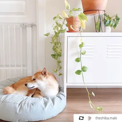 Bagane Coussin rond pour chien moelleux, en coton bio Hvil Bagane Coussin rond pour chien moelleux, en coton bio Hvil