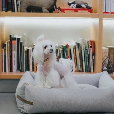 Bagane Panier déhoussable chien / chat en tissu gris clair Daya