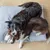 Bagane Coussin chien design et moelleux, gris clair Kaha