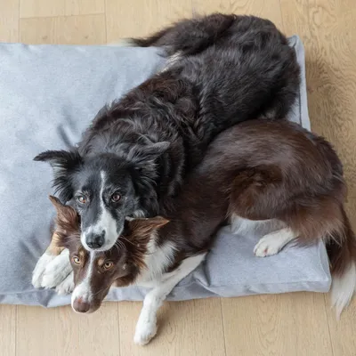 Bagane Coussin chien design et moelleux, gris clair Kaha