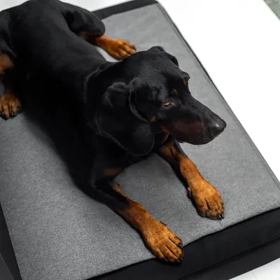 Bagane Matelas orthopédique pour chien, noir / gris Patja