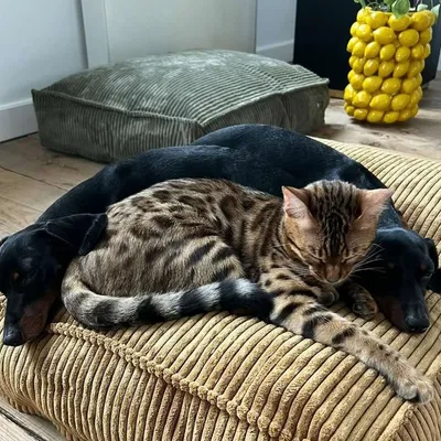 Bagane Lit pour chien / chat, déhoussable en velours côtelé vert Quattro Bagane Lit pour chien / chat, déhoussable en velours côtelé vert Quattro