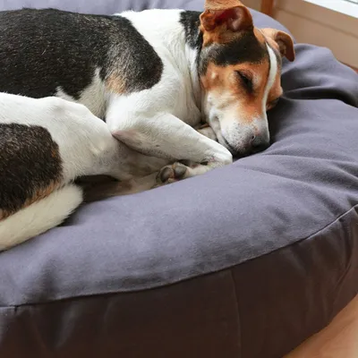 Bagane Coussin rond pour chien moelleux, en coton bio Hvil Bagane Coussin rond pour chien moelleux, en coton bio Hvil
