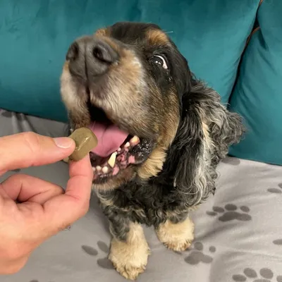 Vetocanis, Lot de 3 Compléments Alimentaires Dentaire pour Chien