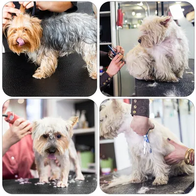 Yaheetech Table de Toilettage pour Chien