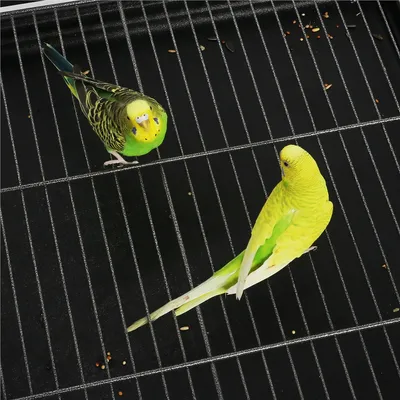 Yaheetech  Grande Cage à Oiseaux sur Pied Cage à Oiseaux