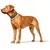 HUNTER Collier Arizona UP, brune