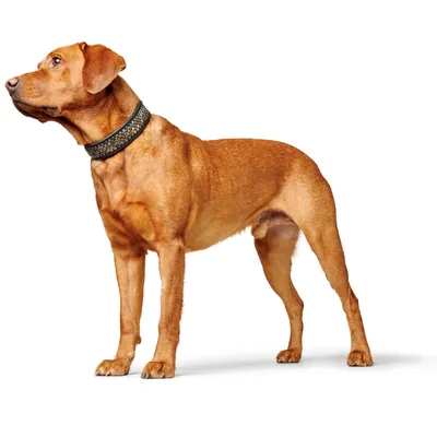 HUNTER Collier Arizona UP, noir