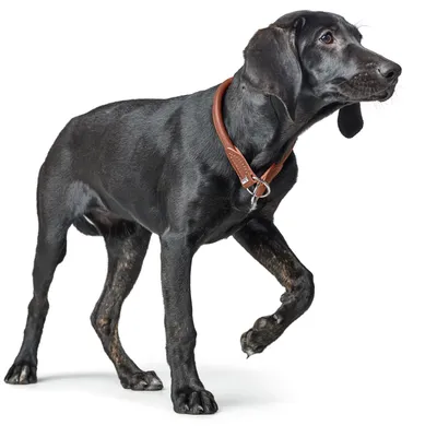 HUNTER Collier de dressage R&S Canadian UP, noir